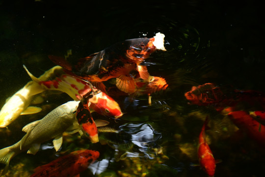 锦鲤戏水