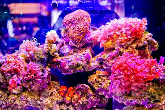 活体珊瑚 高清大图 鱼缸背景