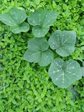 绿色植物背景