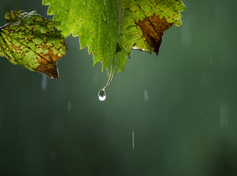 雨后绿叶