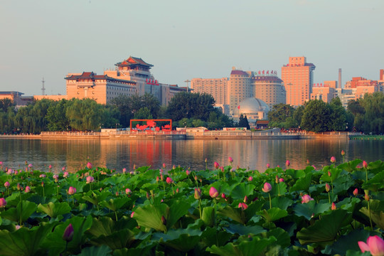 莲花池景观