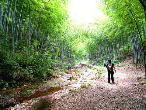 溪水竹林