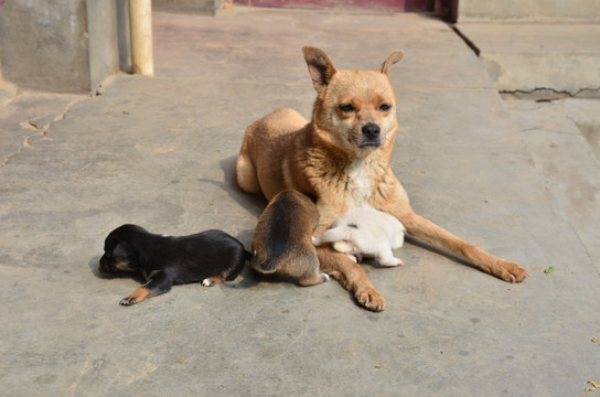 中华田园犬母子情