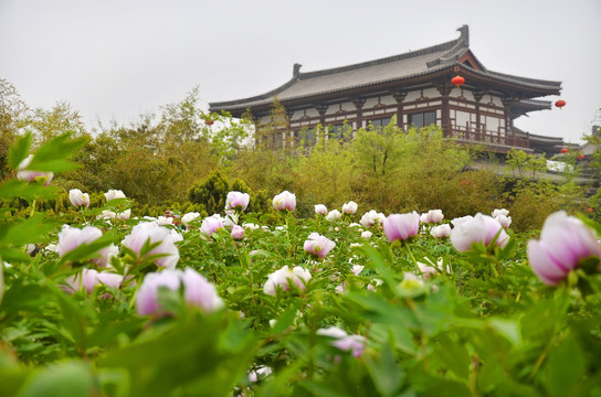 西安市青龙寺