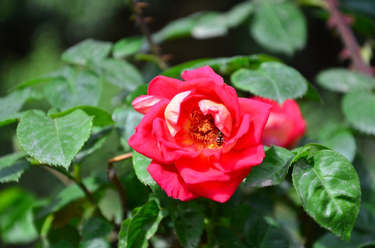 蜜蜂在月季花中采蜜