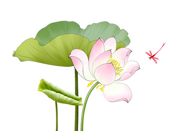 工筆荷花
