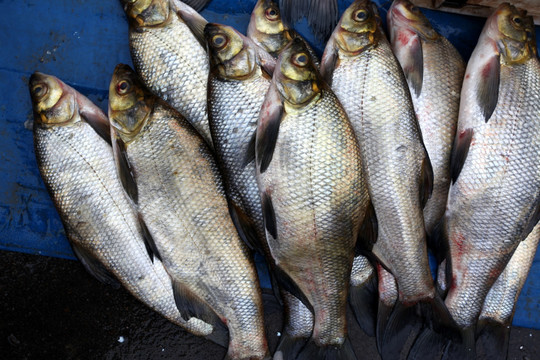 淡水鱼 岛鱼 鱼 食品