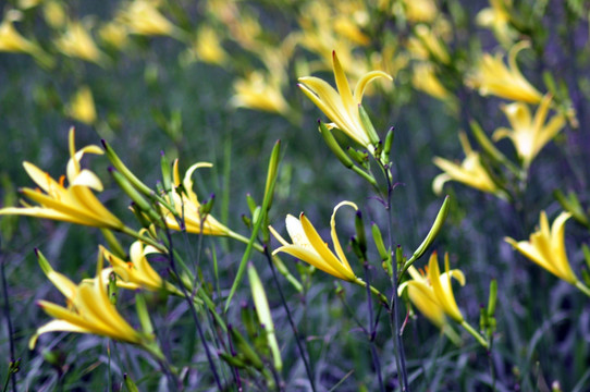 黄花菜