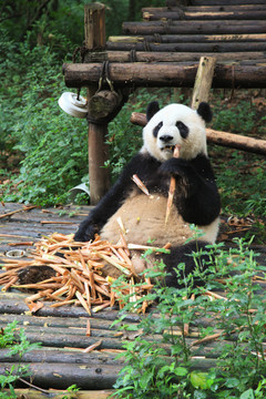 熊猫 国宝大熊猫