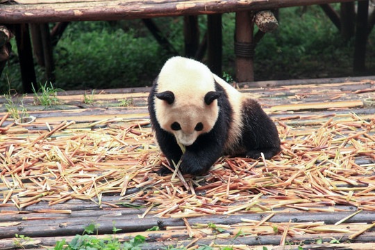 吃竹笋的熊猫