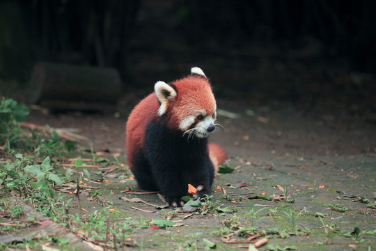 浣熊 小熊猫