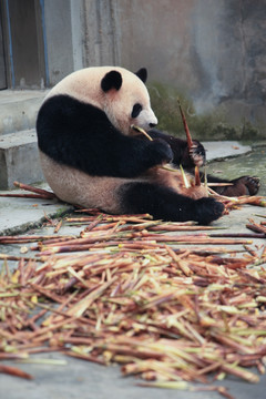 坐着吃竹笋的熊猫