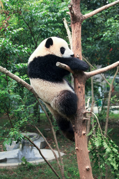 爬在树枝上的大熊猫
