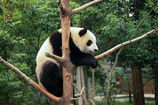 爬在树上的熊猫