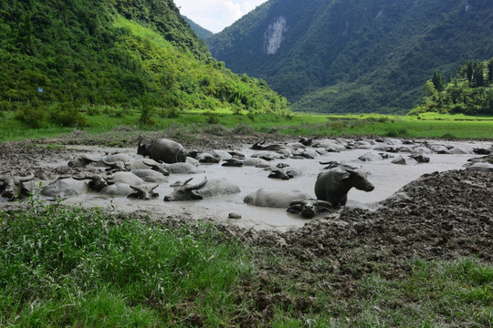 农村水牛