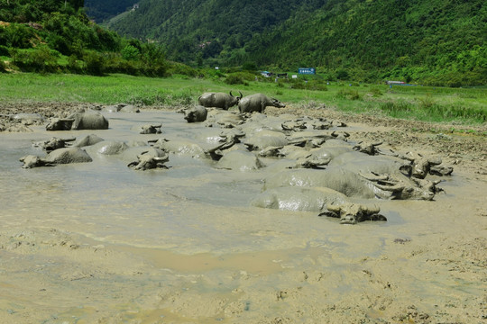 水牛洗澡