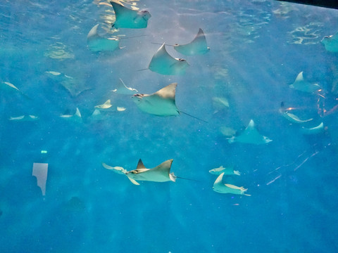 海底世界 魔鬼魚