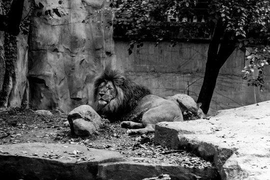 动物园里的雄狮子