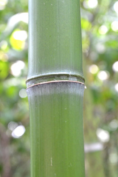 竹子 竹节 竹筒 绿竹