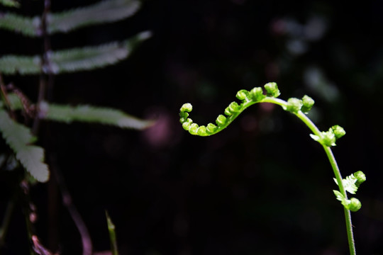 蕨类植物