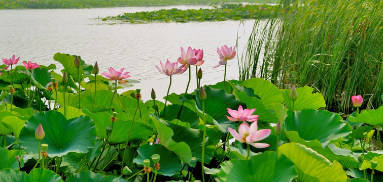 湿地 荷花