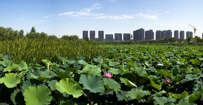 西安桃花潭荷花池全景高清图