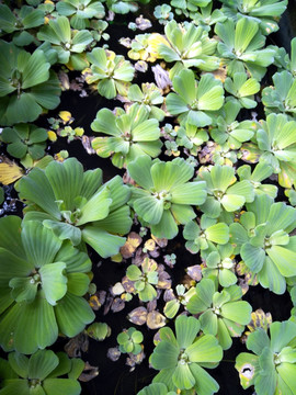 浮萍 观赏水生植物