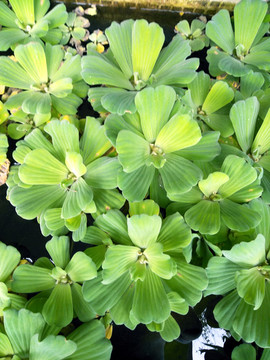 水生植物 绿色 浮萍