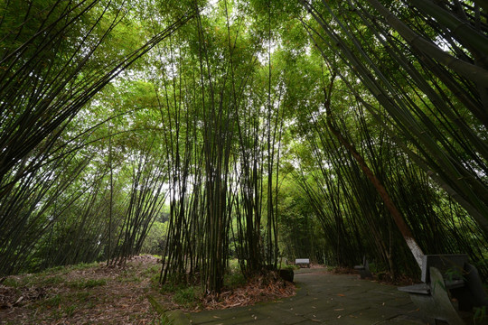 小平故居竹林