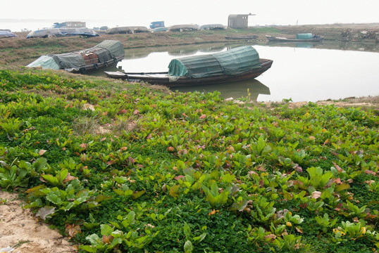 河岸菜地渔船