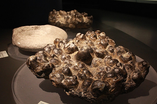 海洋生物 化石