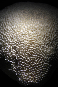 海洋 贝壳 海底生物 珊瑚