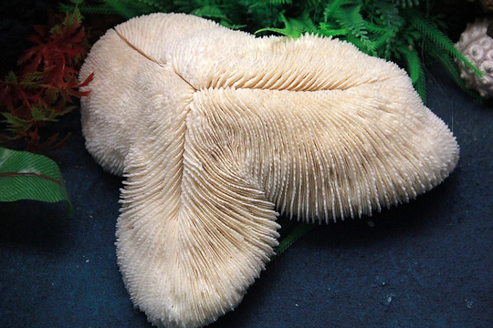海洋 貝殼 海底生物 珊瑚