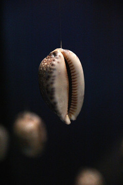 海洋 贝壳 海洋生物