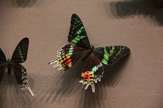 自然博物馆 昆虫 蝴蝶 标本