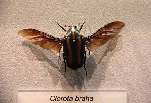 自然博物馆 昆虫 标本
