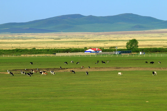 牧场牛群和农家