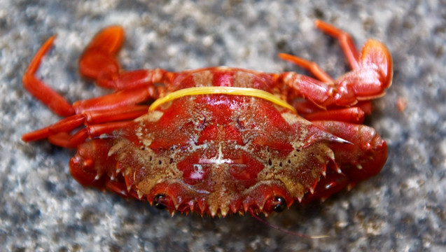 螃蟹海鲜餐饮