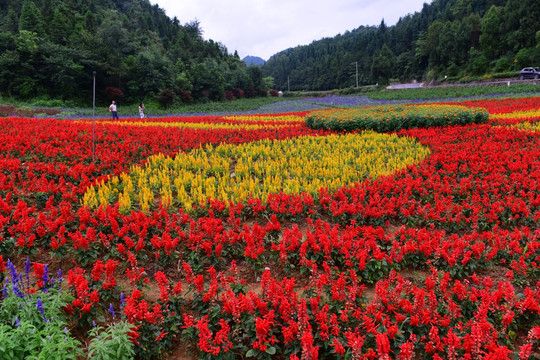 花卉花海