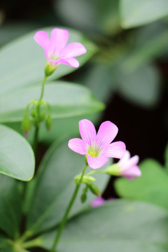 花 花卉 小花 花朵 花瓣