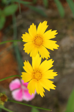 花 花卉 小花 花朵 花瓣