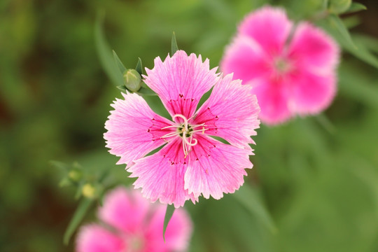 花 花卉 小花 花朵 花瓣