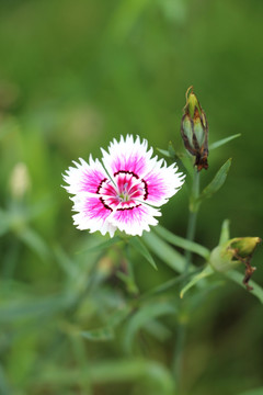 花 花卉 小花 花朵 花瓣