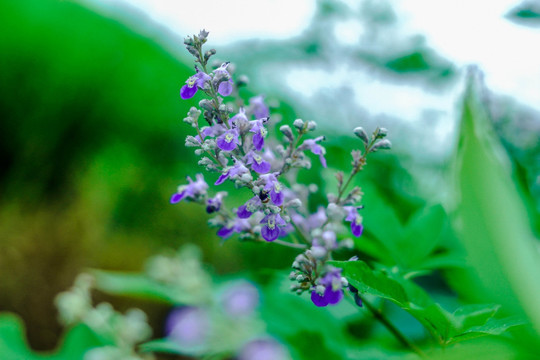 野紫花