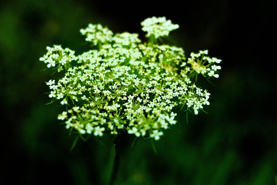 野白花