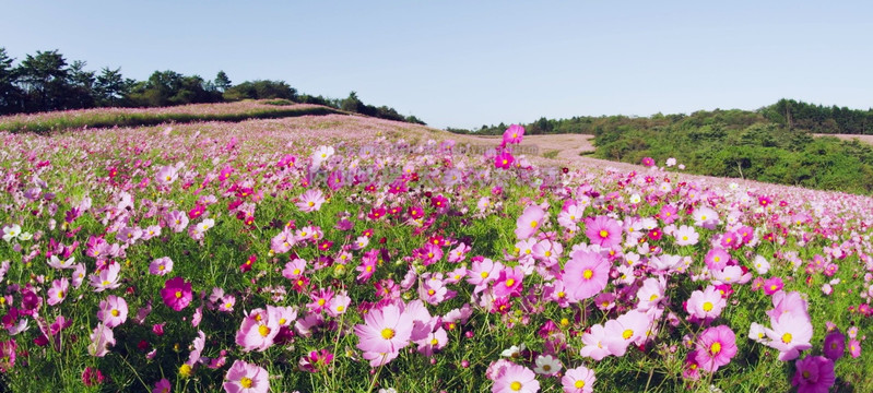 波斯菊花海