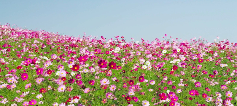 波斯菊花海