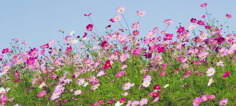 波斯菊花海