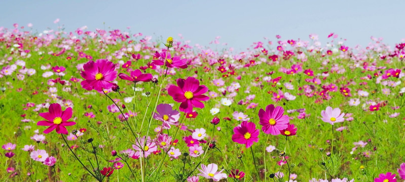 波斯菊花海