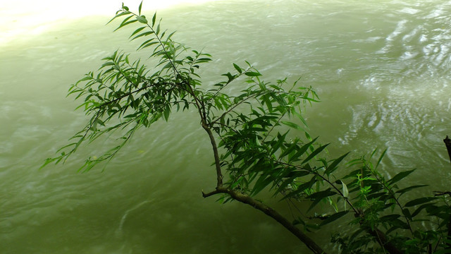 河流树枝 激流